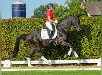 Trakehner, Wallach, 5 Jahre, 166 cm, Schwarzbrauner