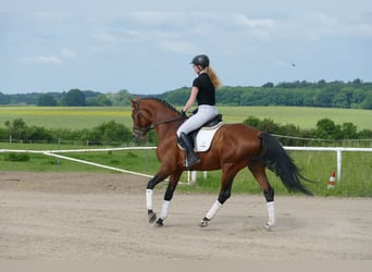 Trakehner, Wallach, 5 Jahre, 167 cm, Brauner