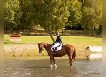 Trakehner, Wallach, 5 Jahre, 167 cm, Dunkelfuchs