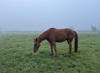 Trakehner, Wallach, 5 Jahre, 167 cm, Fuchs
