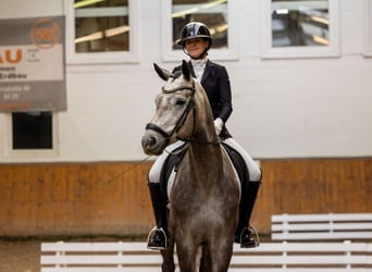 Trakehner, Wallach, 5 Jahre, 167 cm, Schimmel