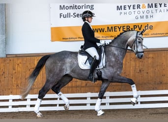 Trakehner, Wallach, 5 Jahre, 167 cm, Schimmel