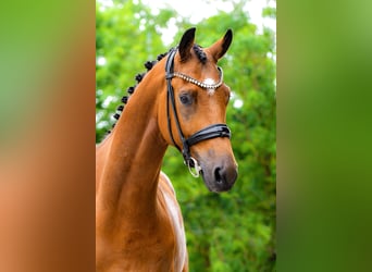 Trakehner, Wallach, 5 Jahre, 168 cm, Brauner