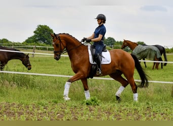 Trakehner, Wallach, 5 Jahre, 168 cm, Brauner