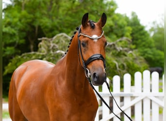 Trakehner, Wallach, 5 Jahre, 168 cm, Brauner