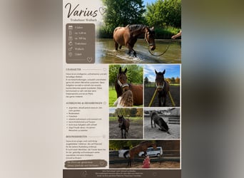 Trakehner, Wallach, 5 Jahre, 168 cm, Brauner