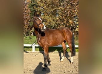 Trakehner, Wallach, 5 Jahre, 168 cm, Brauner