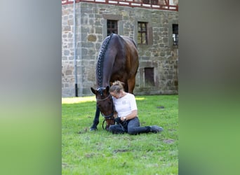 Trakehner, Wallach, 5 Jahre, 168 cm, Dunkelbrauner