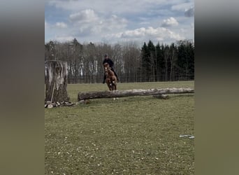 Trakehner, Wallach, 5 Jahre, 168 cm, Fuchs