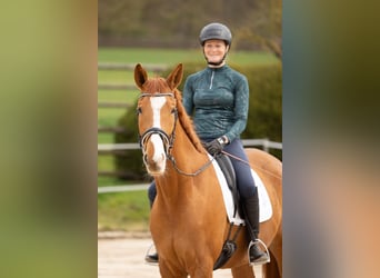 Trakehner, Wallach, 5 Jahre, 168 cm, Fuchs