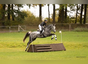 Trakehner, Wallach, 5 Jahre, 168 cm, Schimmel