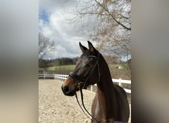 Trakehner, Wallach, 5 Jahre, 169 cm, Brauner