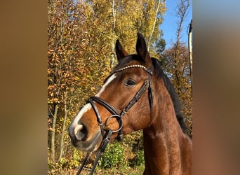 Trakehner, Wallach, 5 Jahre, 169 cm, Brauner