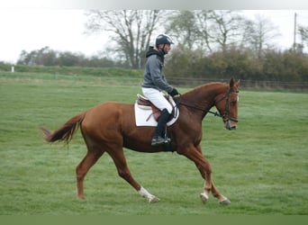 Trakehner, Wallach, 5 Jahre, 169 cm, Fuchs