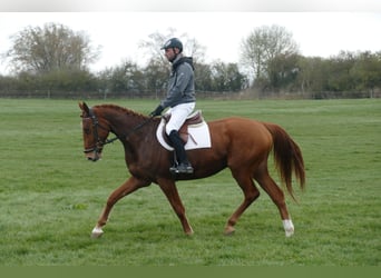 Trakehner, Wallach, 5 Jahre, 169 cm, Fuchs