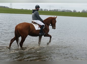 Trakehner, Wallach, 5 Jahre, 169 cm, Fuchs