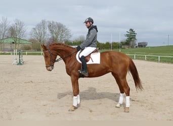 Trakehner, Wallach, 5 Jahre, 169 cm, Fuchs