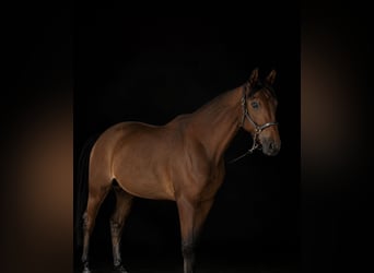 Trakehner, Wallach, 5 Jahre, 170 cm, Brauner
