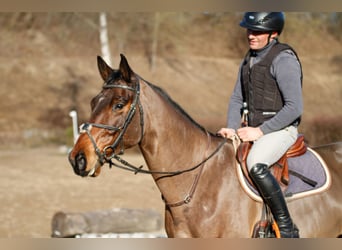 Trakehner, Wallach, 5 Jahre, 170 cm, Brauner