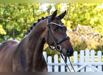 Trakehner, Wallach, 5 Jahre, 170 cm, Dunkelbrauner