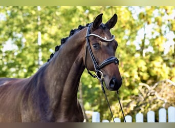 Trakehner, Wallach, 5 Jahre, 170 cm, Dunkelbrauner
