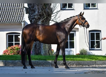 Trakehner, Wallach, 5 Jahre, 170 cm, Dunkelbrauner