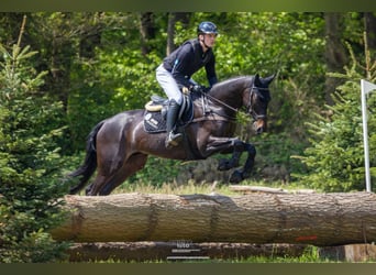 Trakehner, Wallach, 5 Jahre, 170 cm, Dunkelbrauner