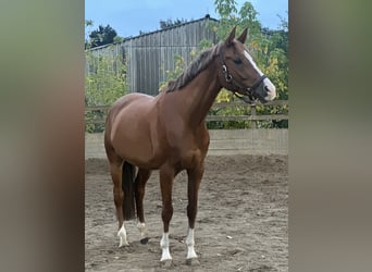 Trakehner, Wallach, 5 Jahre, 170 cm, Fuchs