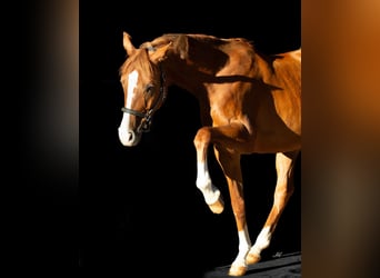 Trakehner, Wallach, 5 Jahre, 170 cm, Fuchs