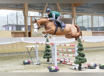 Trakehner, Wallach, 5 Jahre, 170 cm, Fuchs
