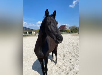 Trakehner, Wallach, 5 Jahre, 170 cm, Rappe
