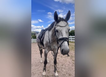 Trakehner, Wallach, 5 Jahre, 170 cm, Schimmel