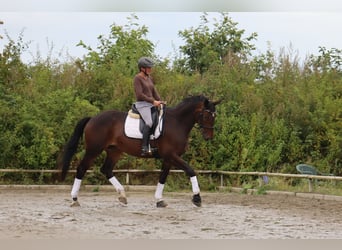 Trakehner, Wallach, 5 Jahre, 171 cm, Dunkelbrauner