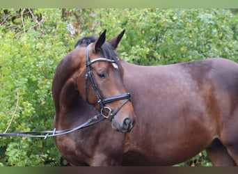 Trakehner, Wallach, 5 Jahre, 171 cm, Dunkelbrauner