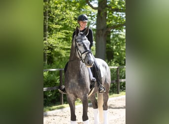 Trakehner, Wallach, 5 Jahre, 171 cm, Schimmel