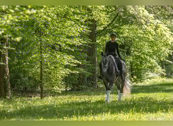 Trakehner, Wallach, 5 Jahre, 171 cm, Schimmel