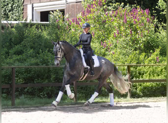 Trakehner, Wallach, 5 Jahre, 171 cm, Schimmel