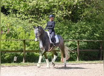 Trakehner, Wallach, 5 Jahre, 171 cm, Schimmel