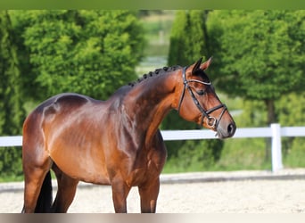 Trakehner, Wallach, 5 Jahre, 172 cm, Dunkelbrauner