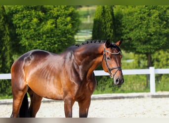 Trakehner, Wallach, 5 Jahre, 172 cm, Dunkelbrauner