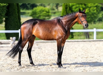 Trakehner, Wallach, 5 Jahre, 172 cm, Dunkelbrauner