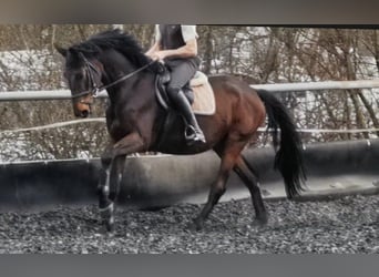 Trakehner, Wallach, 5 Jahre, 172 cm, Dunkelbrauner