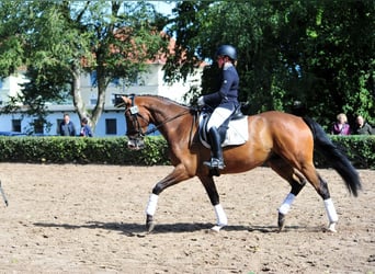 Trakehner, Wallach, 5 Jahre, 173 cm, Dunkelbrauner
