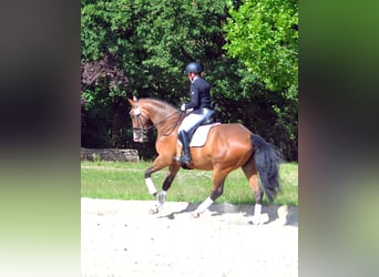 Trakehner, Wallach, 5 Jahre, 173 cm, Dunkelbrauner
