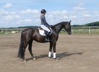 Trakehner, Wallach, 5 Jahre, 173 cm, Rappe
