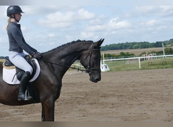 Trakehner, Wallach, 5 Jahre, 173 cm, Rappe