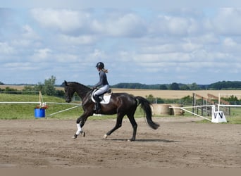 Trakehner, Wallach, 5 Jahre, 173 cm, Rappe