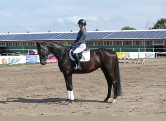 Trakehner, Wallach, 5 Jahre, 173 cm, Rappe