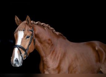 Trakehner, Wallach, 5 Jahre, 174 cm, Fuchs