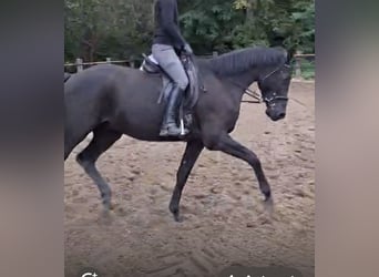 Trakehner, Wallach, 5 Jahre, 175 cm, Rappe